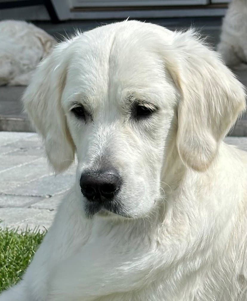 11 mnd