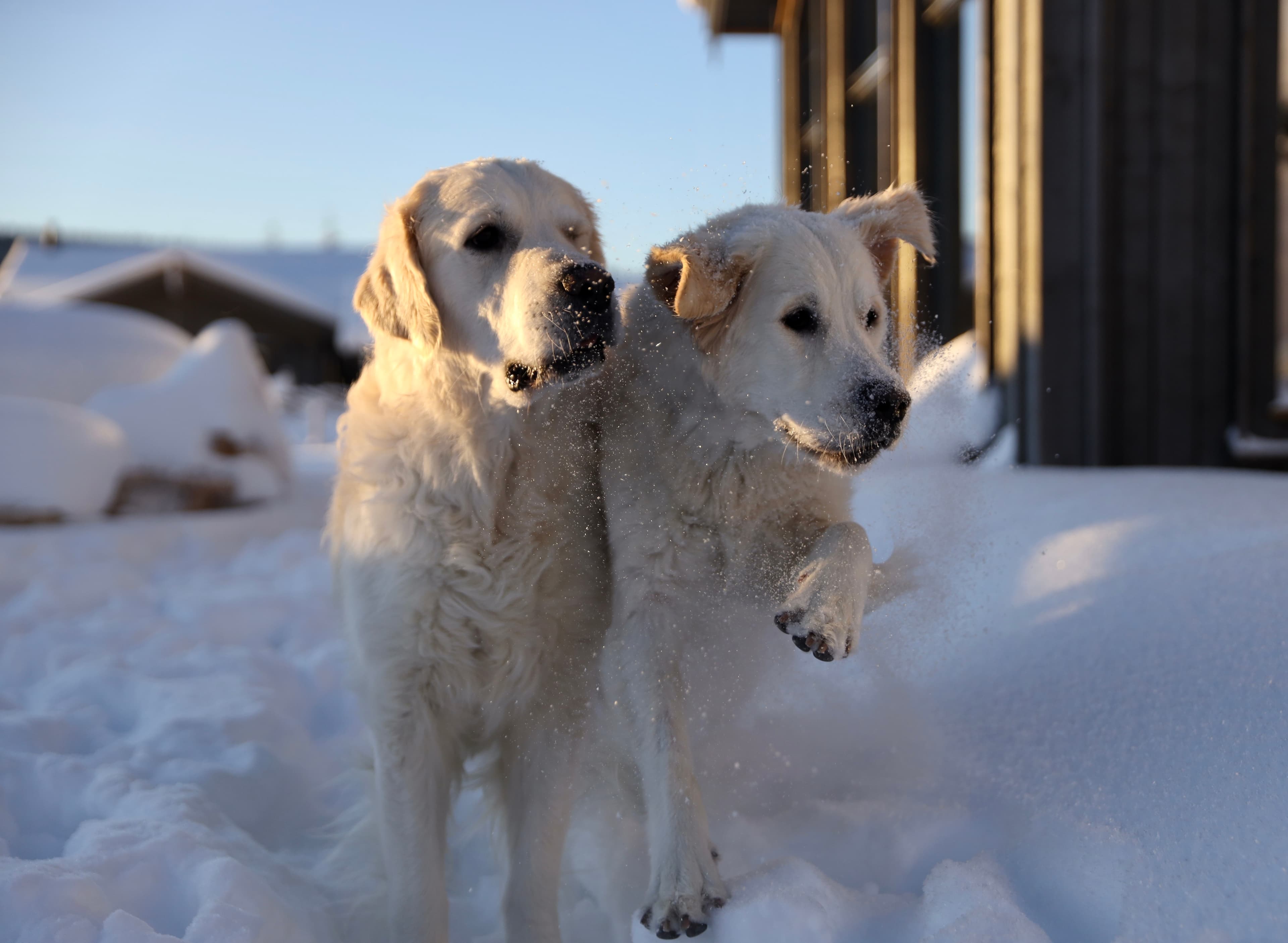 Golden Retrievere fra kennel Hikristo
