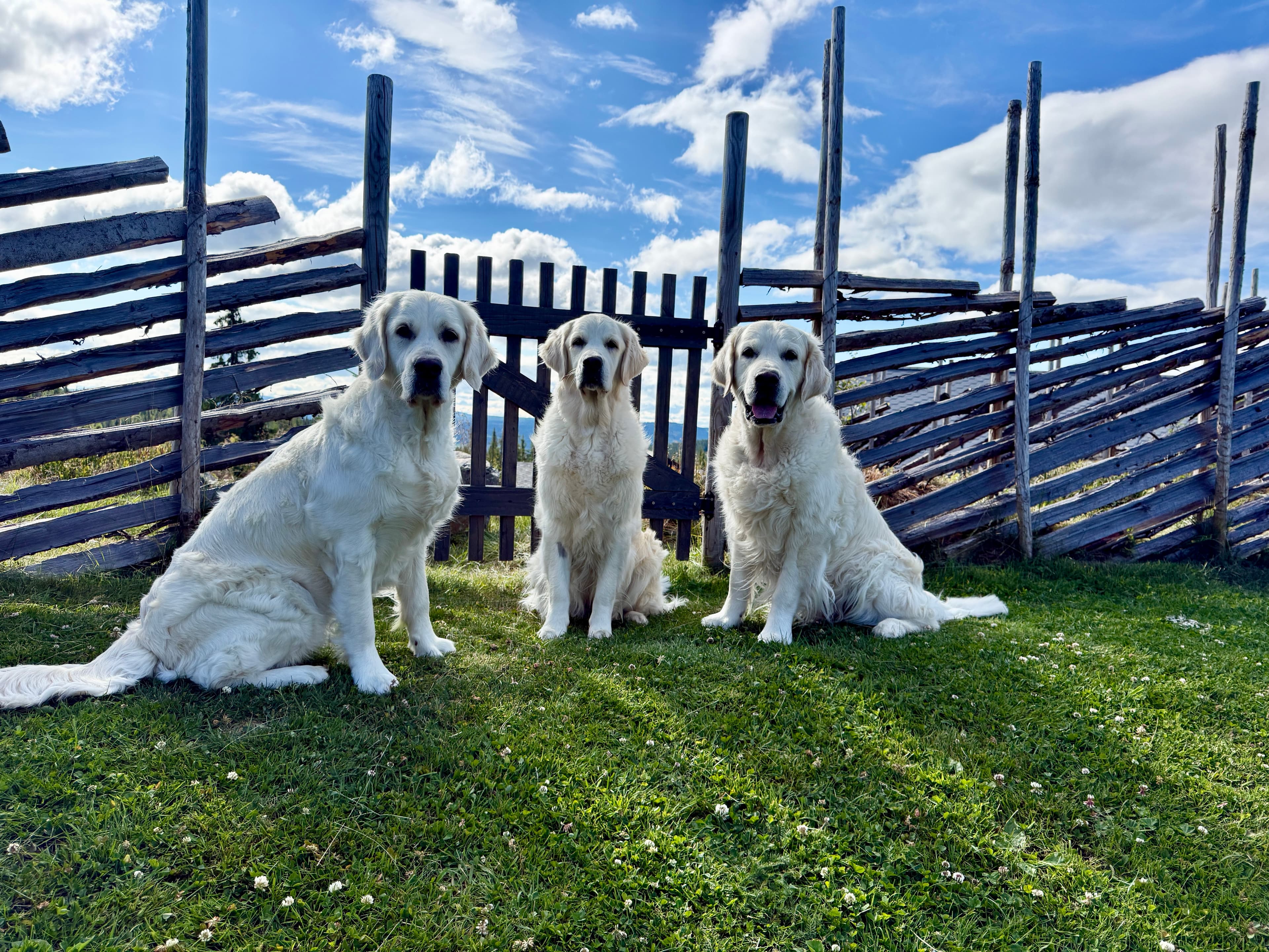 Golden Retrievere fra kennel Hikristo